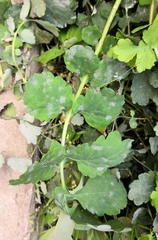 Erysiphe macleayae