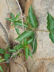 Tacazzea apiculata