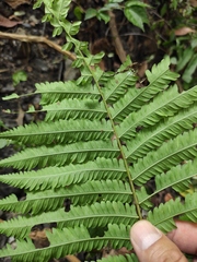 Pseudocyclosorus subochthodes