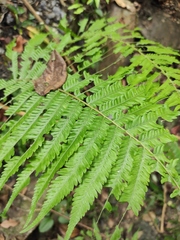 Pseudocyclosorus subochthodes