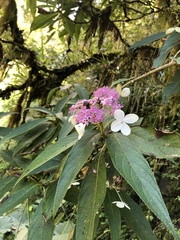 Hydrangea longifolia