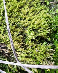 Amblystegium