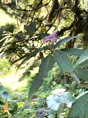 Hydrangea longifolia