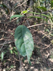 Itea omeiensis