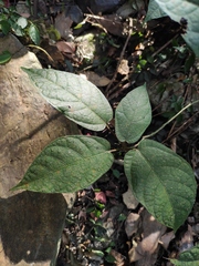 Ficus erecta