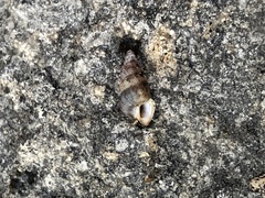 Cochlostoma septemspirale