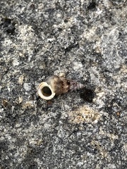 Cochlostoma septemspirale