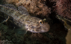 Istigobius
