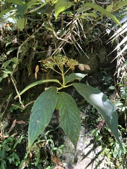 Hydrangea longifolia