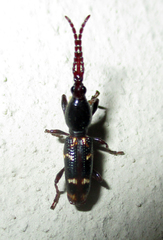 Orfilaia vulsellata