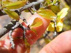 Ochna pretoriensis
