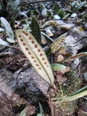Lemmaphyllum drymoglossoides