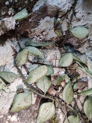 Lemmaphyllum drymoglossoides