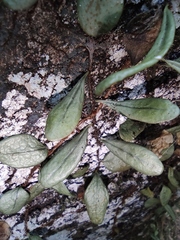 Lemmaphyllum drymoglossoides