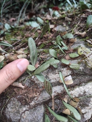 Lemmaphyllum drymoglossoides