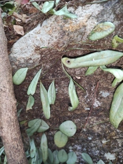 Lemmaphyllum drymoglossoides