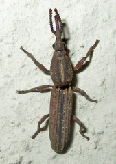 Rhinopteryx