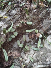 Lemmaphyllum drymoglossoides