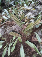 Lemmaphyllum drymoglossoides