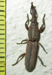 Rhinopteryx