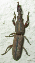 Rhinopteryx