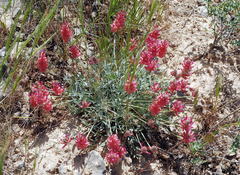 Astragalus pseudonobilis
