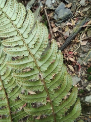 Dryopteris championii