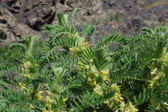 Astragalus sieversianus