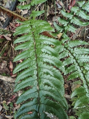 Dryopteris championii