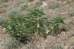 Astragalus sieversianus
