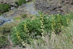 Astragalus sieversianus