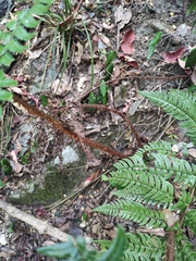 Dryopteris championii