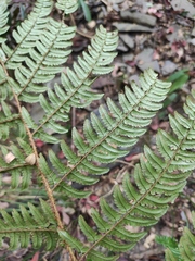 Dryopteris championii