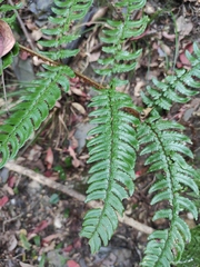 Dryopteris championii