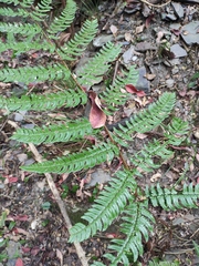 Dryopteris championii