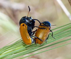 Labidostomis metallica