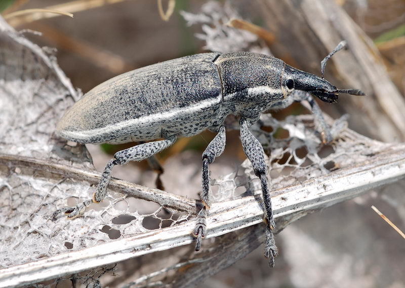 Lixus turkestanicus
