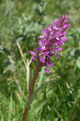 Dactylorhiza umbrosa