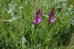 Dactylorhiza umbrosa