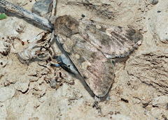 Dichagyris forficula