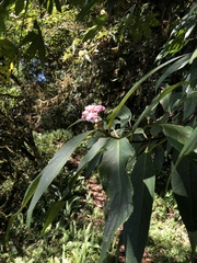 Hydrangea longifolia