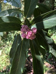 Hydrangea longifolia