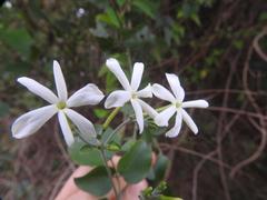 Jasminum multipartitum
