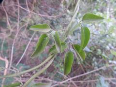 Jasminum multipartitum