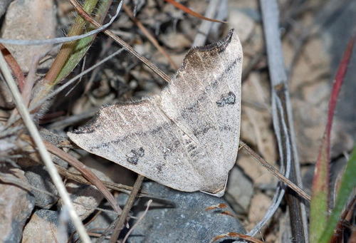 Eilicrinia subcordaria