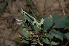 Empusa pennicornis