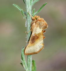 Euchalcia aranka