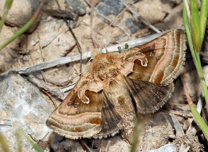 Euchalcia hissarica