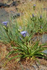 Gentiana olivieri