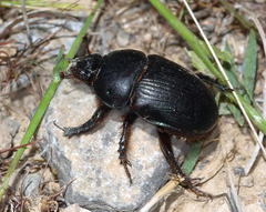 Geotrupes jakovlevi